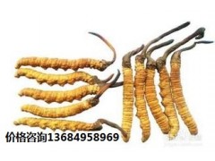 白云回收冬虫夏草,白云回收虫草价格图1