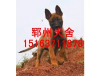 黑龙江德牧多少钱一只