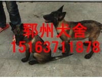 江苏德牧多少钱一只