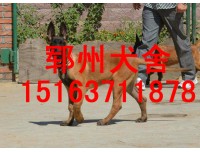 江西德牧多少钱一只