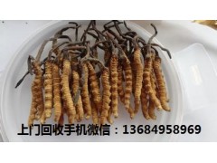 三水回收冬虫夏草,回收虫草报价图1