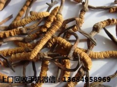 高明回收冬虫夏草,专业回收虫草价格图1
