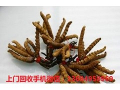 禅城回收冬虫夏草,专业回收虫草图3