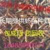 龙虾苗养殖基地龙虾苗批发价格小龙虾多少钱一斤