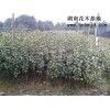 农户批发湖南茶花球-湖南茶花小苗甩卖找小宾